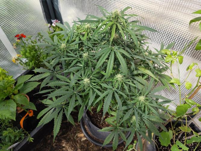 Auto Jack  von Paradise Seeds. Week 11 - Tag 80