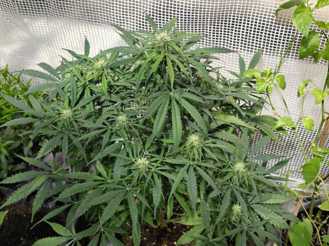 Auto Jack  von Paradise Seeds. Week 11