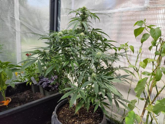 Auto Jack  von Paradise Seeds. Week 11