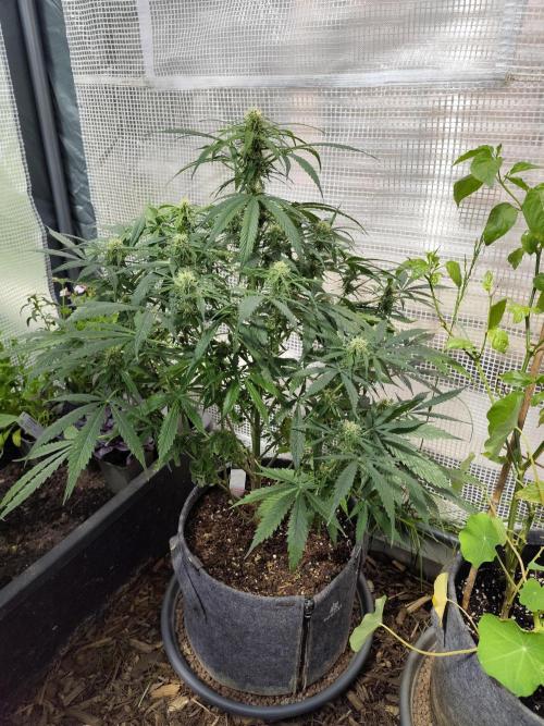 Auto Jack  von Paradise Seeds. Week 11