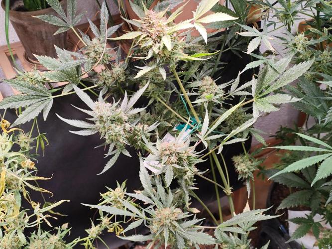 Frostbanger Auto F3 von 2Fast4Buds. Week 11 - Tag 81
