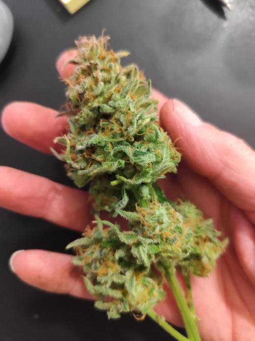 Frostbanger Auto F3 von 2Fast4Buds. Week 11