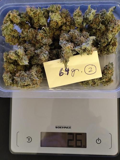 Cafe Racer Autoflower von Blimburn Seeds. Week 15 - Tag 112
