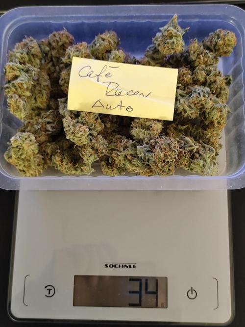 Cafe Racer Autoflower von Blimburn Seeds. Week 15