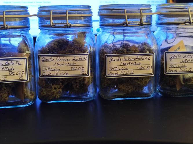Gorilla Cookies Auto von 2Fast4Buds. Week 15