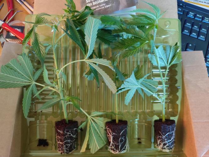 Greenhouse Summer Outdoor Grow 2026. Week 4 - Lieferung von Hanfgarten