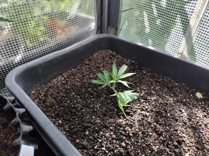 Greenhouse Summer Outdoor Grow 2026. Week 4 - Tag 31