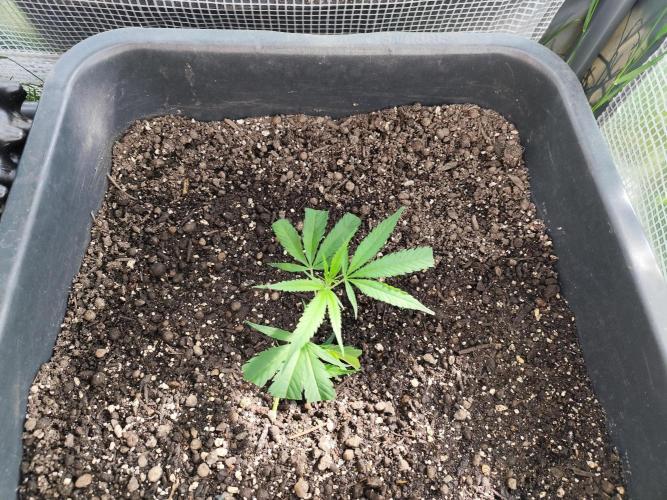 Greenhouse Summer Outdoor Grow 2026. Week 4 - Blueberry