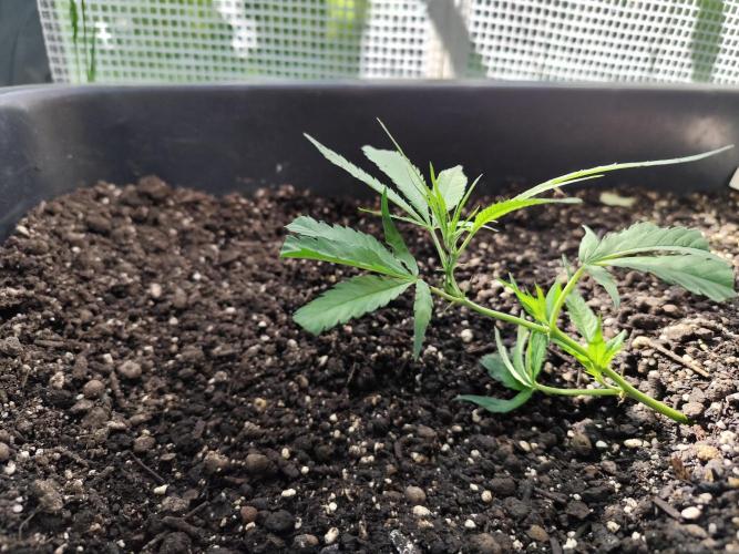 Greenhouse Summer Outdoor Grow 2026. Week 4