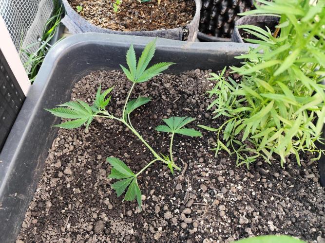 Greenhouse Summer Outdoor Grow 2026. Week 4 - Runtz