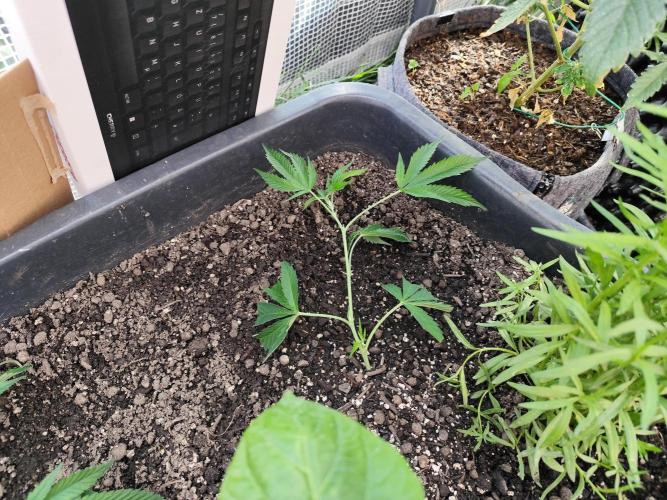 Greenhouse Summer Outdoor Grow 2026. Week 4