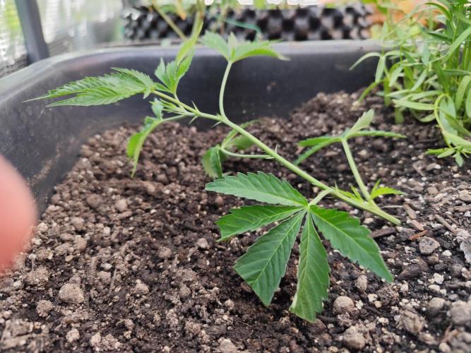 Greenhouse Summer Outdoor Grow 2026. Week 4