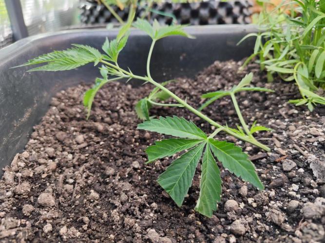 Greenhouse Summer Outdoor Grow 2026. Week 4