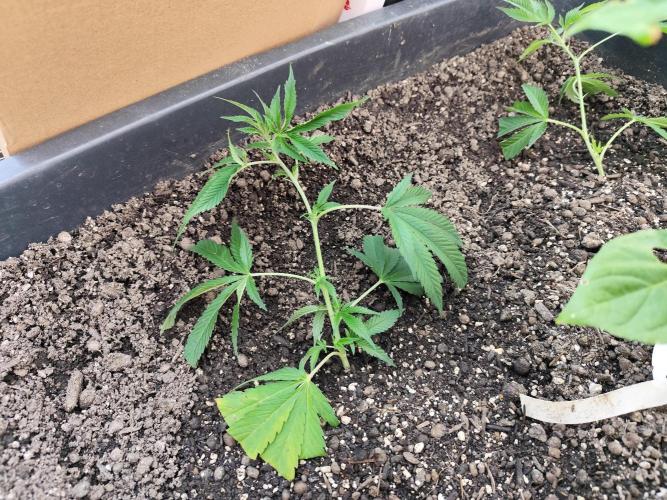 Greenhouse Summer Outdoor Grow 2026. Week 4