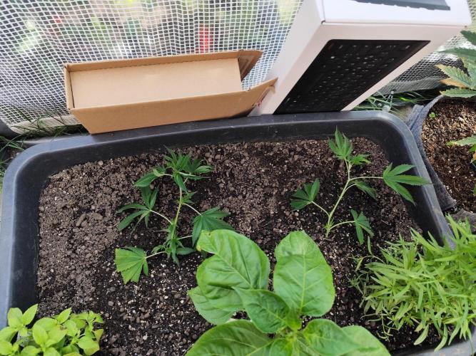 Greenhouse Summer Outdoor Grow 2026. Week 4