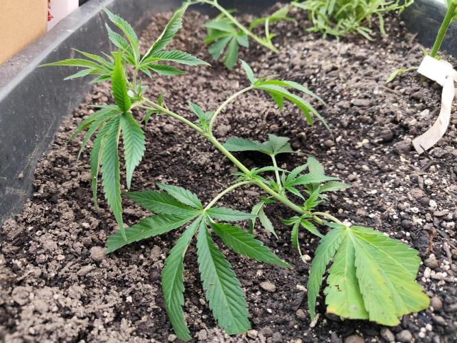 Greenhouse Summer Outdoor Grow 2026. Week 4