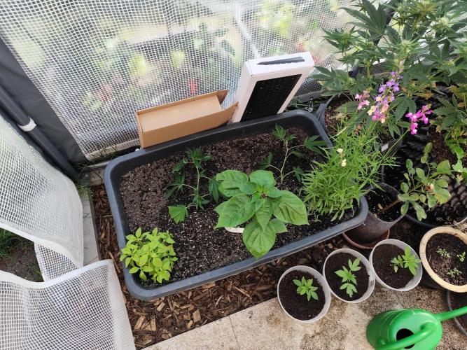 Greenhouse Summer Outdoor Grow 2026. Week 4