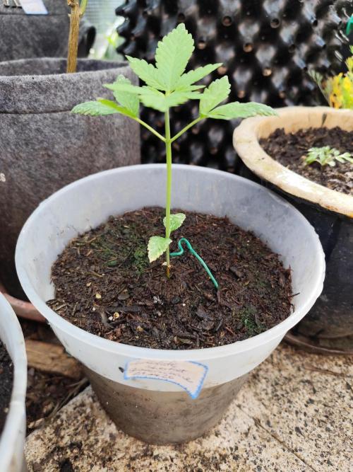 Greenhouse Summer Outdoor Grow 2026. Week 4 - Chocolat Sherbet
