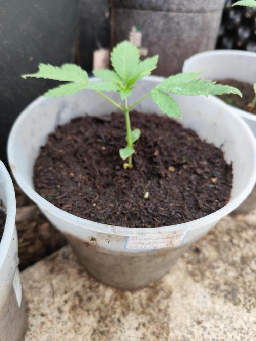 Greenhouse Summer Outdoor Grow 2026. Week 4 - Purple Lemonade FF