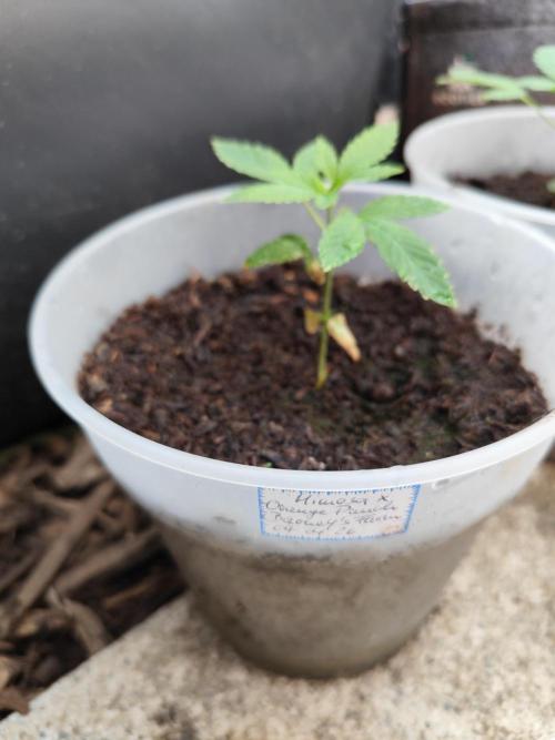 Greenhouse Summer Outdoor Grow 2026. Week 4 - Mimosa x Orange Punch