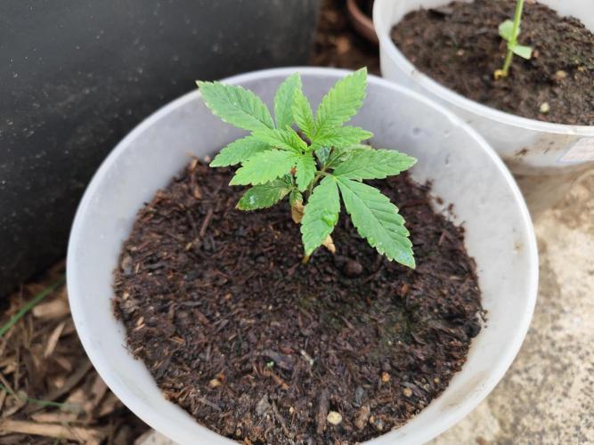 Greenhouse Summer Outdoor Grow 2026. Week 4 - Mimosa x Orange Punch