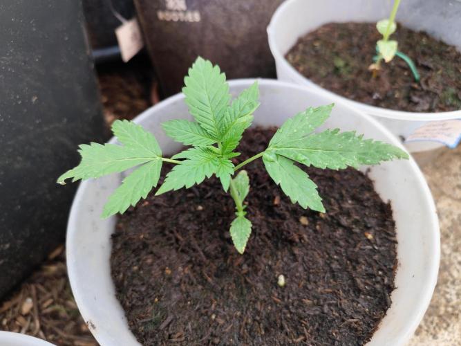 Greenhouse Summer Outdoor Grow 2026. Week 4 - Purple Lemonade FF