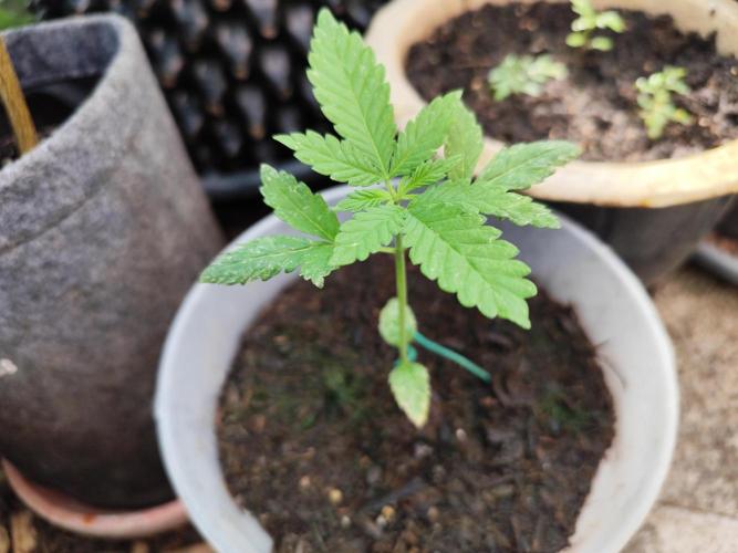 Greenhouse Summer Outdoor Grow 2026. Week 4 - Chocolat Sherbet