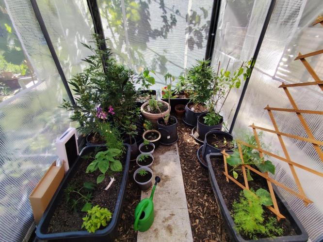 Greenhouse Summer Outdoor Grow 2026. Week 4