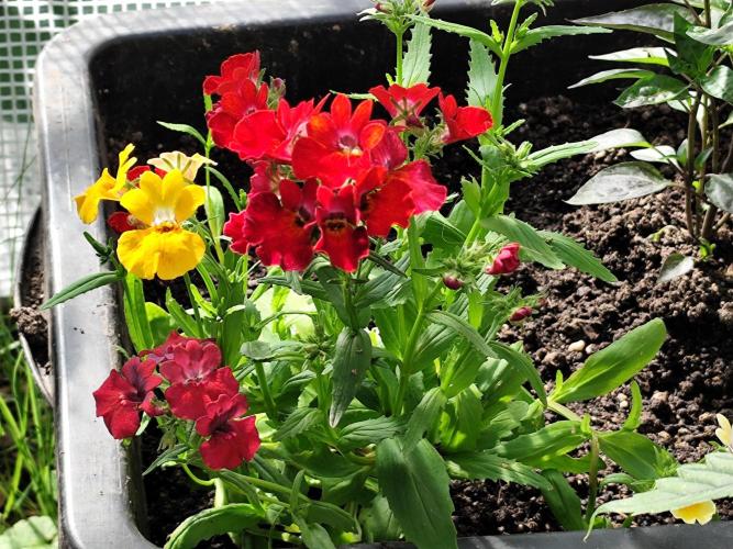 Greenhouse Summer Outdoor Grow 2026. Week 4 - Elfenspiegel