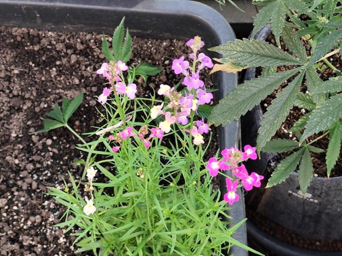 Greenhouse Summer Outdoor Grow 2026. Week 4 - Marokanischer Lein