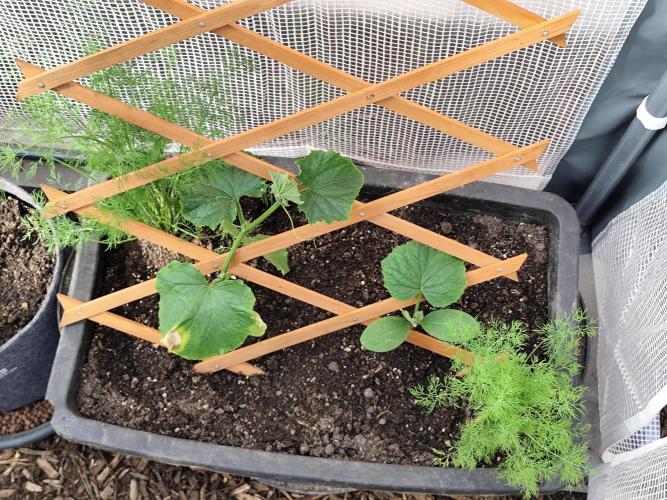 Greenhouse Summer Outdoor Grow 2026. Week 4 - Dill Gurken