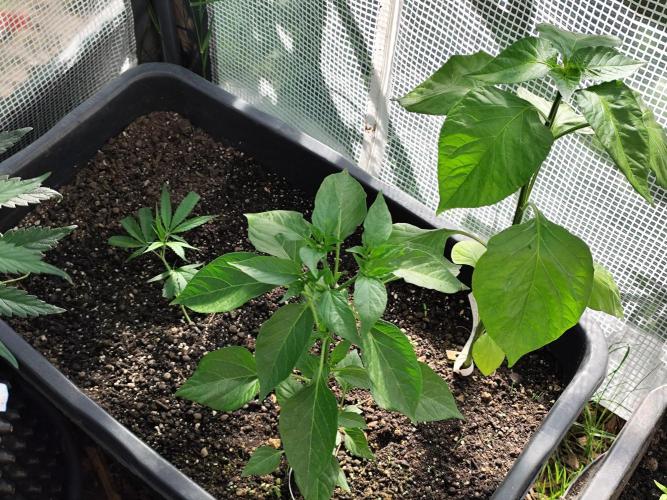 Greenhouse Summer Outdoor Grow 2026. Week 4 - Super Lemon Haze
