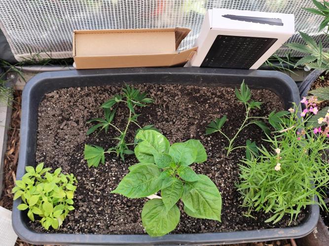 Greenhouse Summer Outdoor Grow 2026. Week 4 - Blueberry Runtz