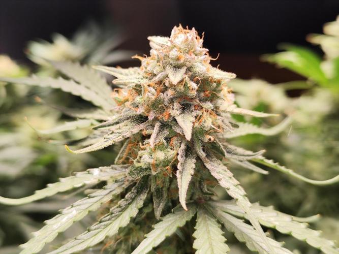 Orion F1. Week 12