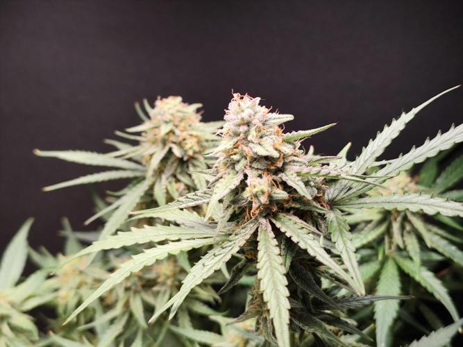 Orion F1. Week 12
