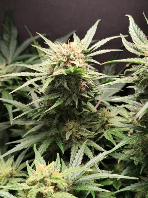 Green Gelato Automatic von Royal Queen Seeds. Week 12