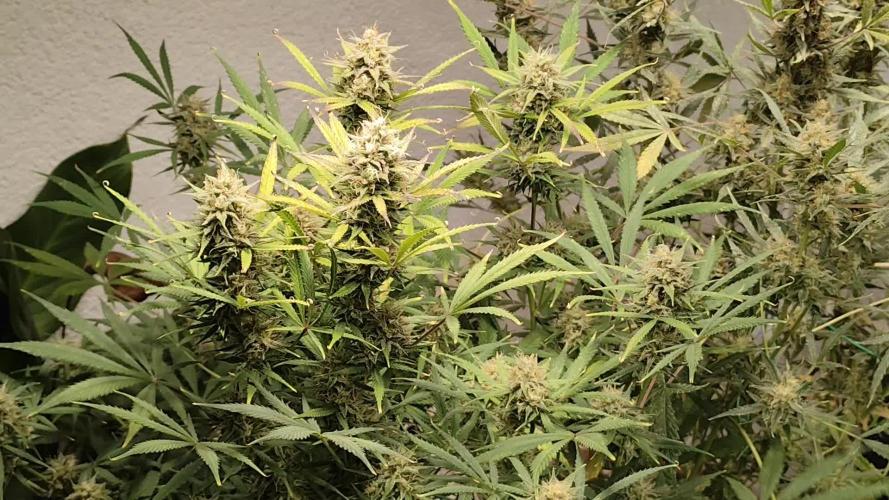Orange Sherbet Auto von 2Fast4Buds