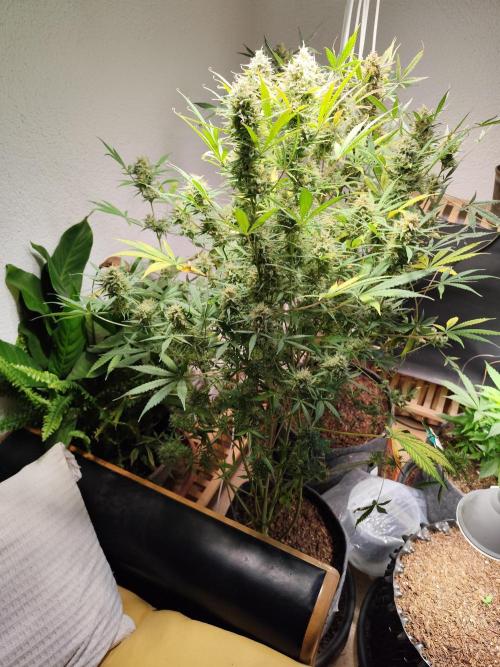 Orange Sherbet Auto von 2Fast4Buds. Week 12