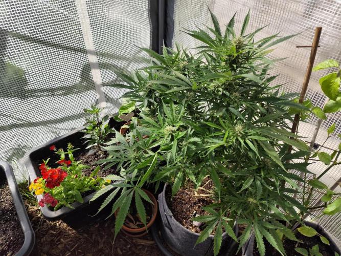 Auto Jack  von Paradise Seeds. Week 12 - Tag 86