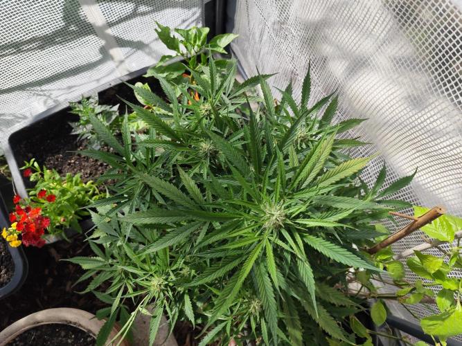 Auto Jack  von Paradise Seeds. Week 12