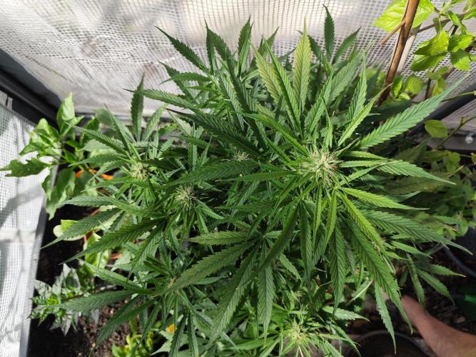 Auto Jack  von Paradise Seeds. Week 12