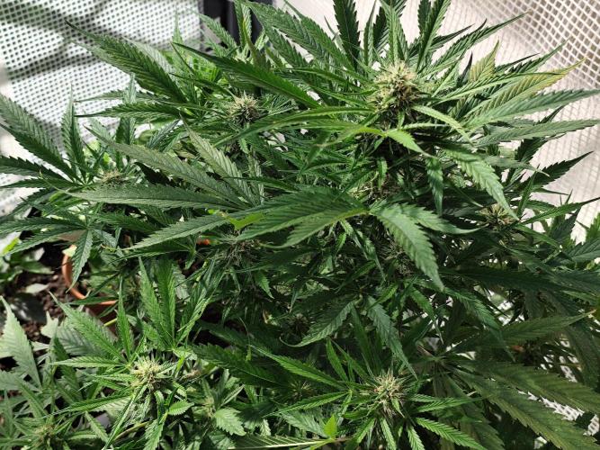 Auto Jack  von Paradise Seeds. Week 12