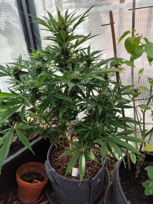 Auto Jack  von Paradise Seeds. Week 12 - Tag 88