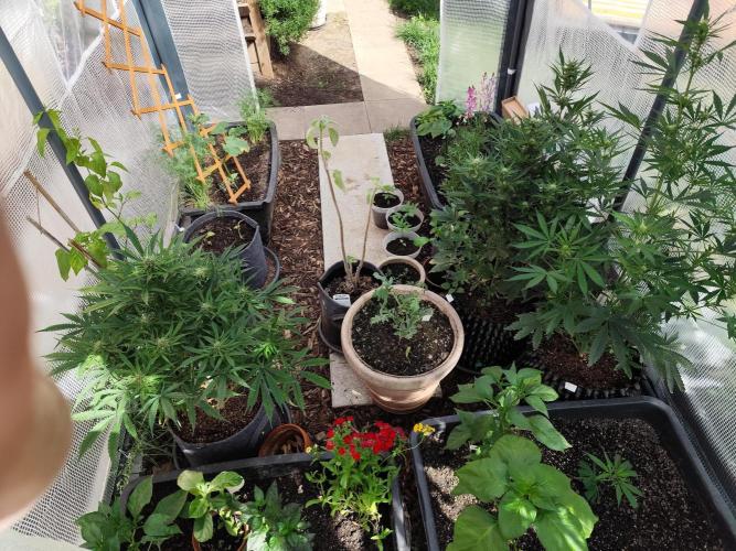 Greenhouse Summer Outdoor Grow 2026. Week 5 - Tag 36