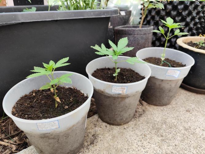 Greenhouse Summer Outdoor Grow 2026. Week 5 - Die drei Grazien