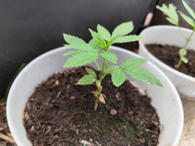 Greenhouse Summer Outdoor Grow 2026. Week 5 - Mimosa x Orange Punch