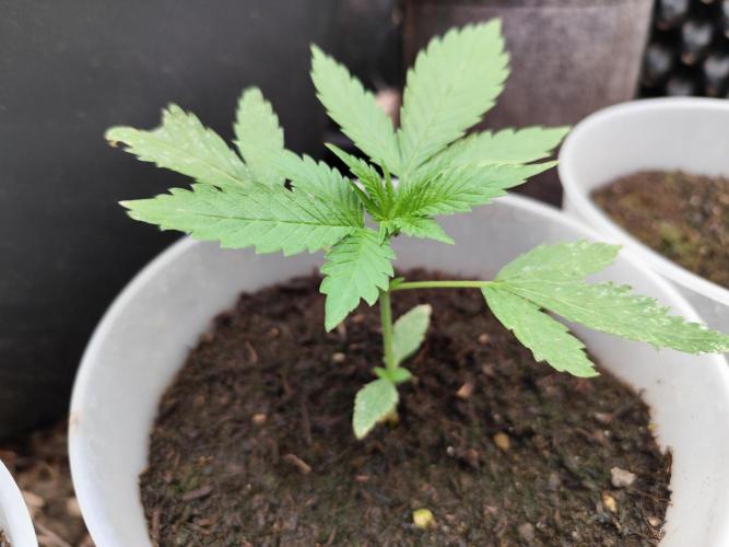 Greenhouse Summer Outdoor Grow 2026. Week 5 - Purple Lemonade FF