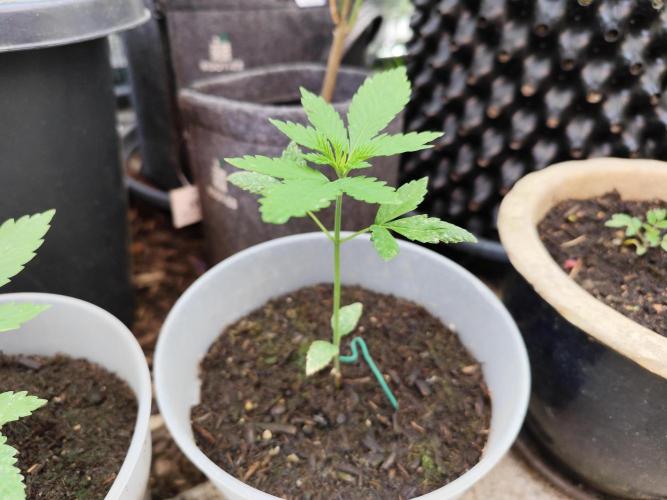 Greenhouse Summer Outdoor Grow 2026. Week 5 - Chocolate Sherbet