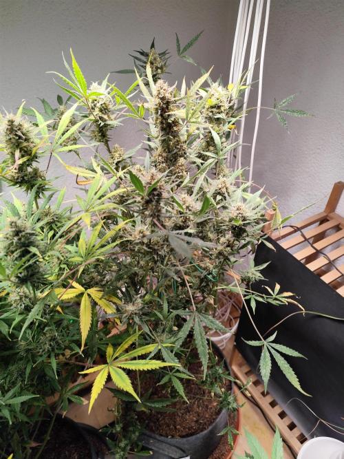 Forbidden Runtz double XL Auto Grower's. Week 13 - Tag 94