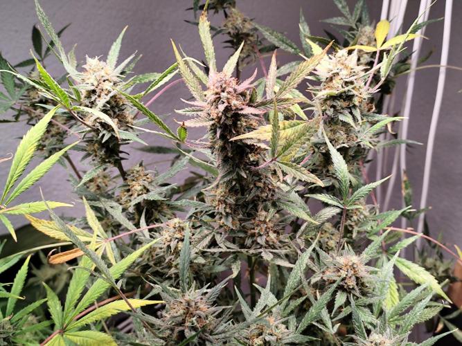 Forbidden Runtz double XL Auto Grower's. Week 13